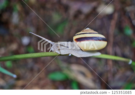 A snail that slowly moves on the leaves after the rain A snail that slowly moves on the leaves after the rain 125351085
