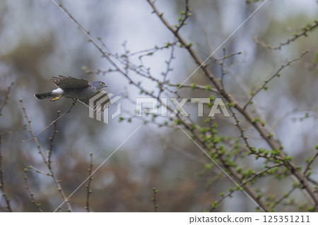 Flying Sparrowhawk Flying Sparrowhawk 125351211