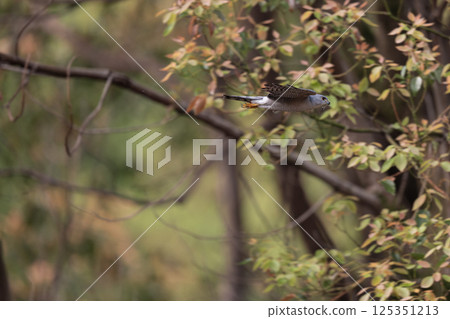 飛翔的雀鷹 飛翔的雀鷹 125351213