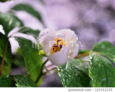 Beautifully blooming mountain peony 125351219