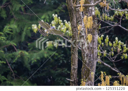 Flying Sparrowhawk 125351220