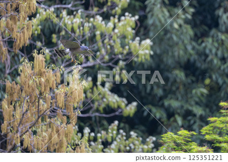 Flying Sparrowhawk 125351221