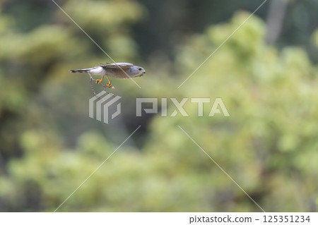 Flying Sparrowhawk Flying Sparrowhawk 125351234