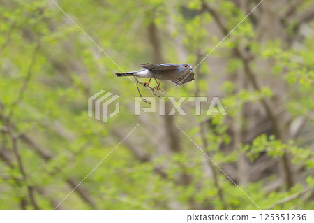 飛翔的雀鷹 飛翔的雀鷹 125351236