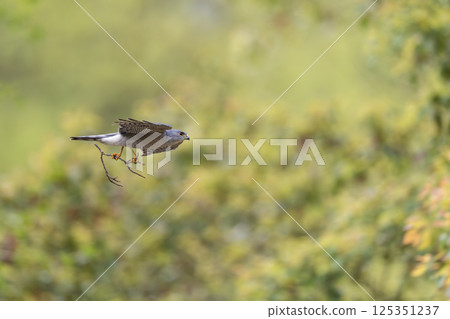 飛翔的雀鷹 125351237