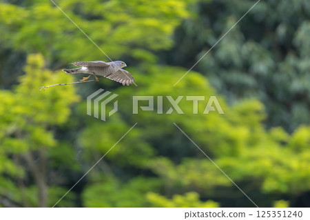飛翔的雀鷹 125351240