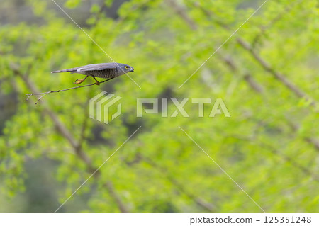 Flying Sparrowhawk 125351248