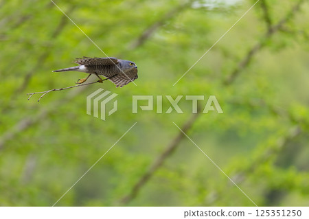 Flying Sparrowhawk Flying Sparrowhawk 125351250