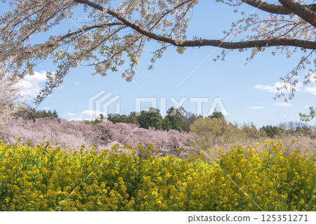 Gunma Prefecture: Akagi Minami Senbonzakura / Cherry blossoms and rape blossoms under a blue sky / Maebashi City 125351271