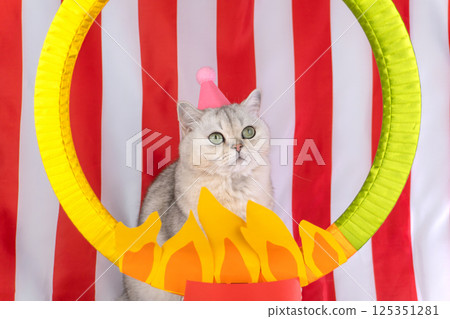 Cute gray cat with pink hat posing in front of circus-themed fire hoop 125351281