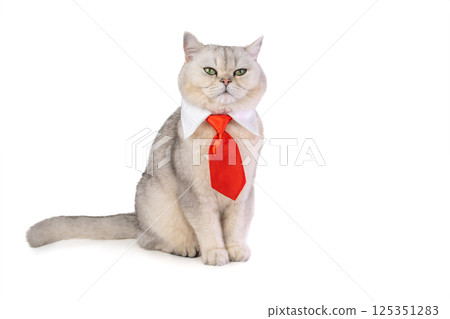 Gray cat wearing red tie and white collar against white background 125351283