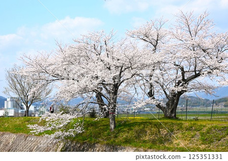 沿河櫻花 125351331