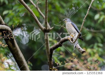 Hawk-nosed branch breaker Hawk-nosed branch breaker 125351368