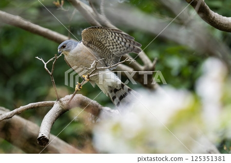 Hawk-nosed branch breaker Hawk-nosed branch breaker 125351381
