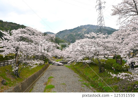 Sakura along the river Sakura along the river 125351550