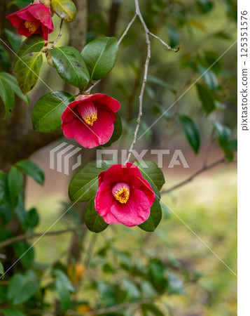 山茶花的紅色花 125351576