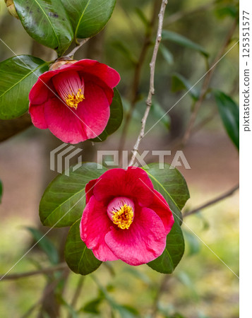 山茶花的紅色花 125351577