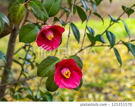 山茶花的紅色花 125351578