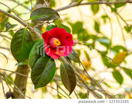 山茶花的紅色花 125351585