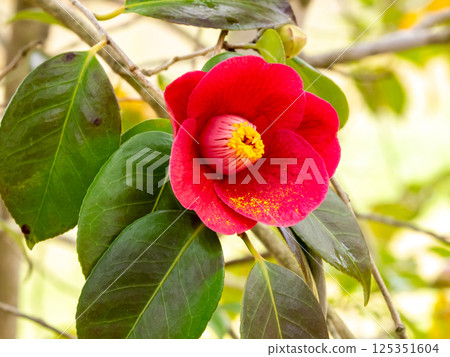 山茶花的紅色花 125351604