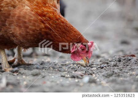 A close-up of a red chicken pecking at something on the ground. 125351623