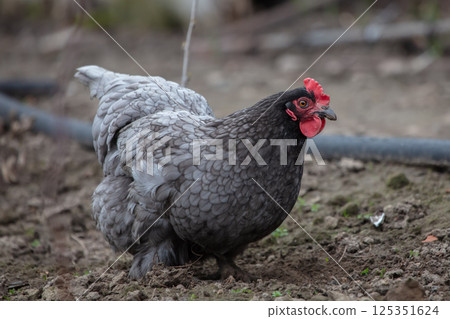 A black chicken walks on the ground. A black chicken walks on the ground. 125351624