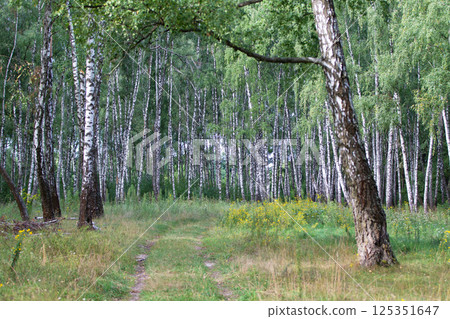 Birch grove on a sunny summer day. 125351647