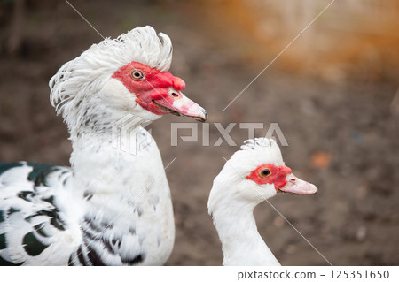 Birds on a farm. Two Muscovy ducks against the background of the earth. 125351650