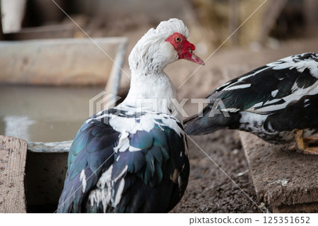 Birds on a farm. A flock of Muscovy ducks on a roost. 125351652