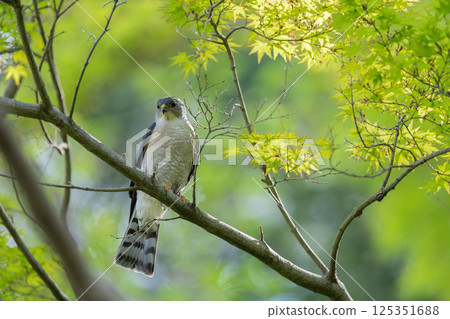 A sparrowhawk resting on a branch 125351688