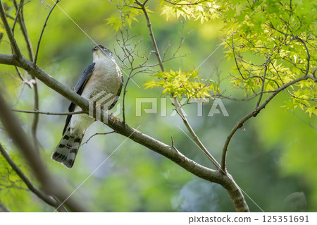 一隻雀鷹在樹枝上休息 125351691