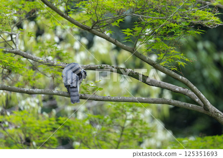 A sparrowhawk resting on a branch A sparrowhawk resting on a branch 125351693