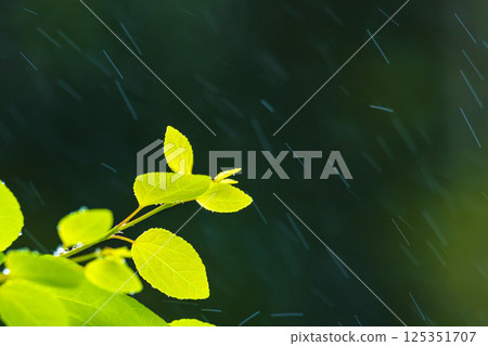 A light drizzle on the new green katsura trees A light drizzle on the new green katsura trees 125351707