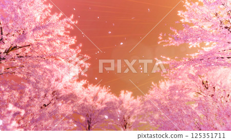 一排櫻花樹和暴風雪/晚櫻 一排櫻花樹和暴風雪/晚櫻 125351711