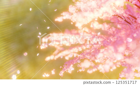 遠眺櫻花、草甸和櫻花 暴風雪/傍晚櫻花 遠眺櫻花、草甸和櫻花 暴風雪/傍晚櫻花 125351717