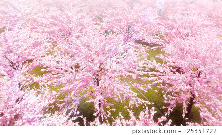 A bird's-eye view of rows of cherry blossom trees and snowstorms/daytime A bird's-eye view of rows of cherry blossom trees and snowstorms/daytime 125351722