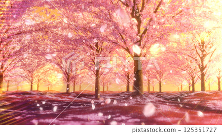 Cherry blossom trees, the ground and cherry blossom snowstorm/Evening cherry blossoms 125351727