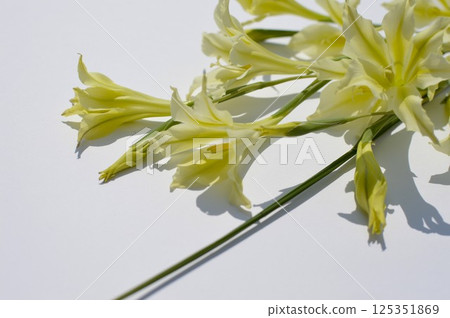 Bouquet of cream-colored spring-blooming gladioli 125351869