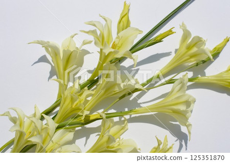Bouquet of cream-colored spring-blooming gladioli Bouquet of cream-colored spring-blooming gladioli 125351870