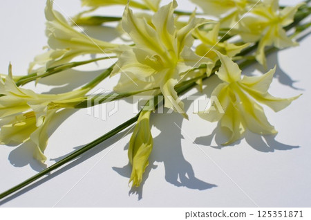 一束奶油色的春季盛開的劍蘭 一束奶油色的春季盛開的劍蘭 125351871