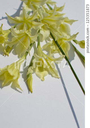 一束奶油色的春季盛開的劍蘭 125351873