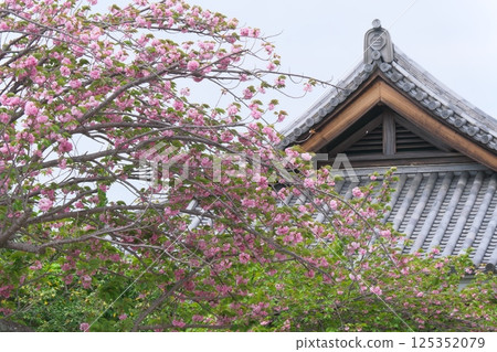 Yugyoji Treasure House and Double Cherry Blossoms Yugyoji Treasure House and Double Cherry Blossoms 125352079