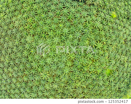 Top view Palm trees plantation forest beautiful green nature background Top view Palm trees plantation forest beautiful green nature background 125352417