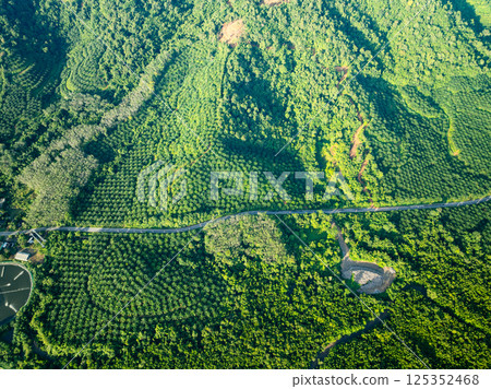 Top view Palm trees plantation forest beautiful green nature background Top view Palm trees plantation forest beautiful green nature background 125352468