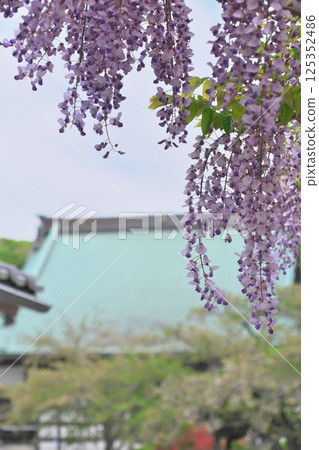 紫藤花和Yugyoji寺主殿的屋頂 紫藤花和Yugyoji寺主殿的屋頂 125352486
