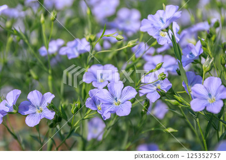 Flax blooms in clear blue flowers in Tobetsu, Hokkaido [July] 125352757