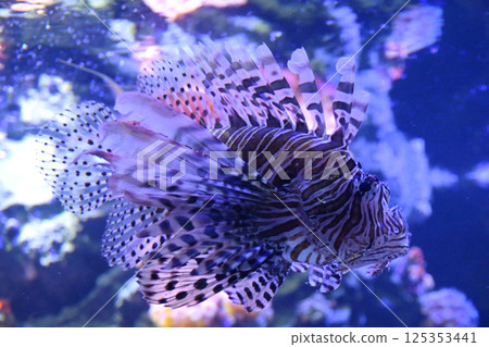 Hanamidokashigo Hanamidokashigo 125353441