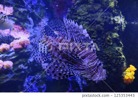 Hanturkey魚 125353443