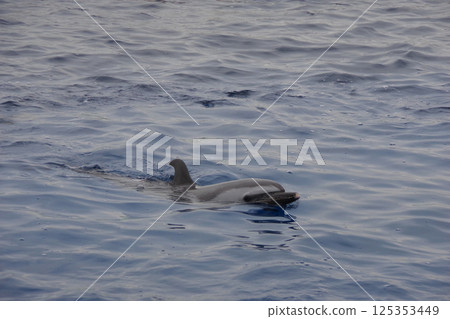 一隻斑點海豚從海裡浮現 一隻斑點海豚從海裡浮現 125353449