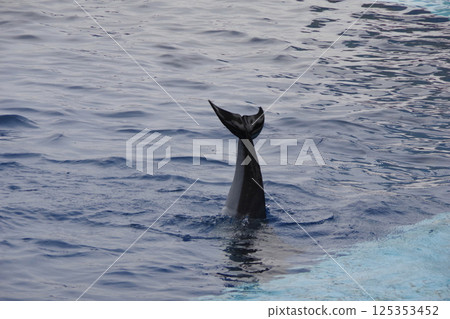 Spotted Dolphin Tail 125353452